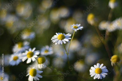 White camomile flowers on a sunny day.