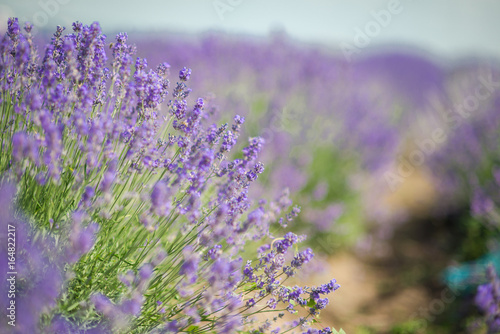 Fototapeta Naklejka Na Ścianę i Meble -  Lavender bushes closeup on sunset. Sunset gleam over purple flowers of lavender. Bushes on the center of picture 