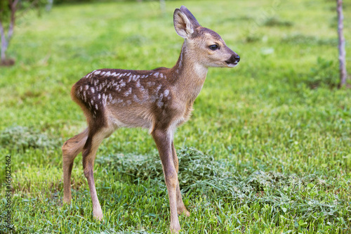 Baby deer, wildlife background © 2207918