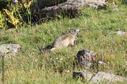 Marmotte dans l'herbe © Christophe