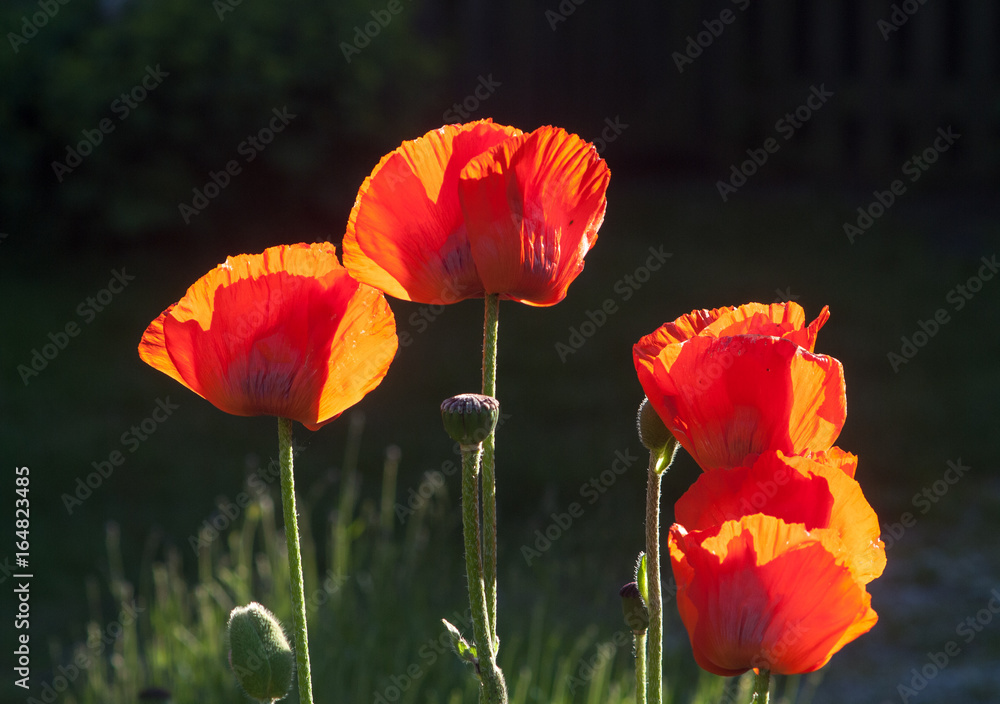 Obraz premium Mohnblüten mit dunklem Hintergrund