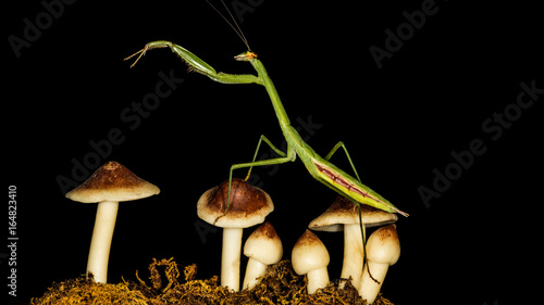 preying mantis on musrooms