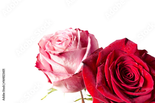 Two fresh roses isolated on white