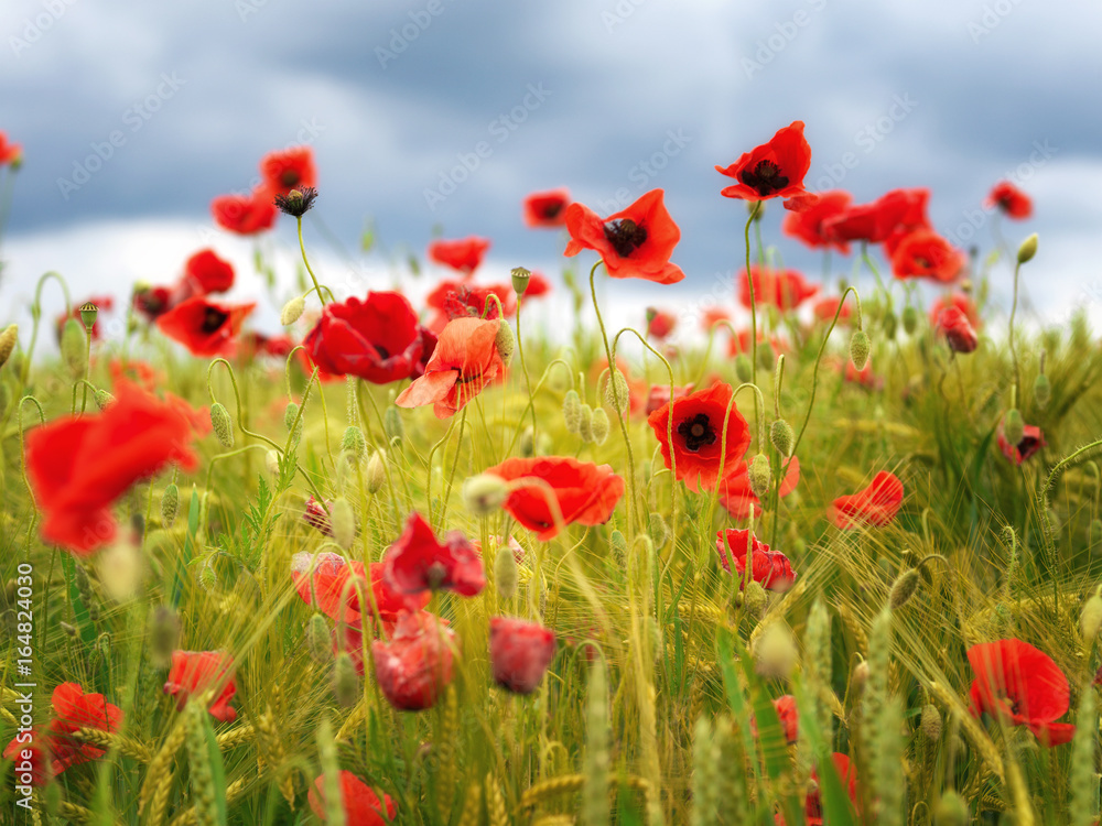 Fototapeta premium Mohn im Wind