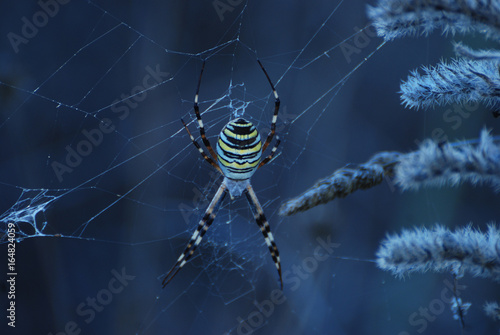Ragni e insetti di Sardegna photo