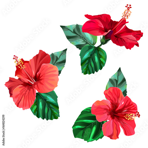 Three beautiful red hibiscus flowers with leaves