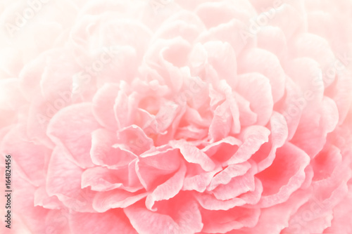 Soft focus  of pink rose background