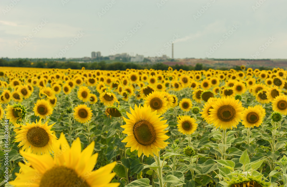 Obraz premium Sunflower field
