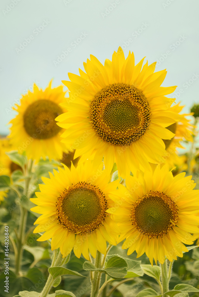 Fototapeta premium Sunflower field