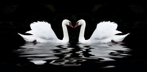 Acrylglasbilder Schwan Weißer Schwan vor schwarzem Hintergrund  © Nataliya_Ost