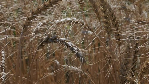 Wheat field. Slow motion wheat. 