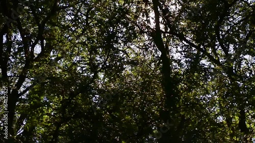 Forest trees at sunset