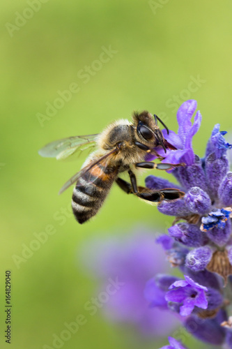 Bee in Lavender © Wejdemar