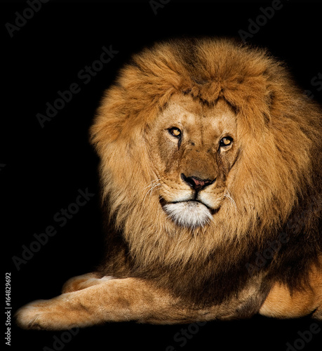 Lion © Rene