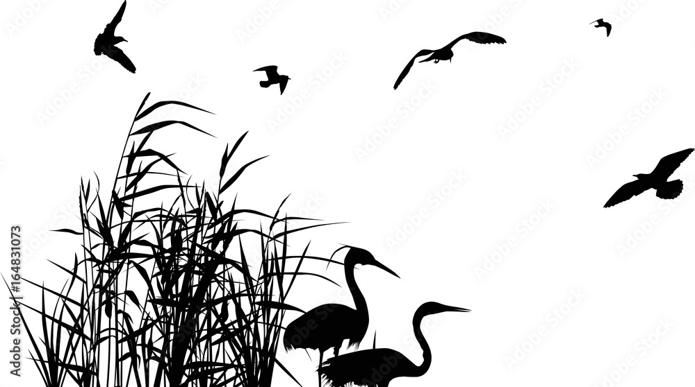 Fototapeta premium heron couple between black reeds and five gulls