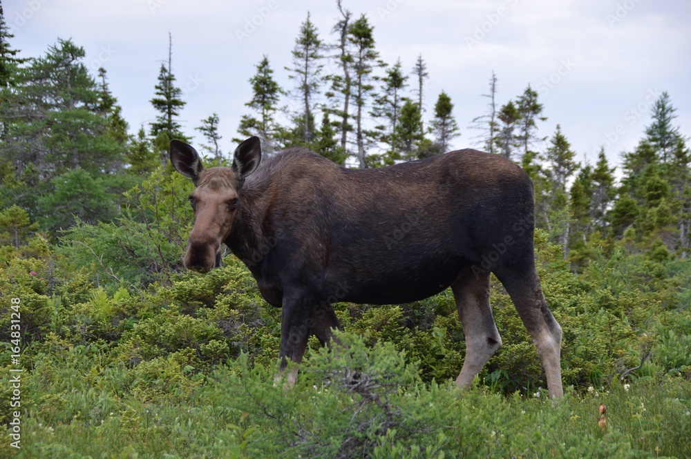 Moose Moose