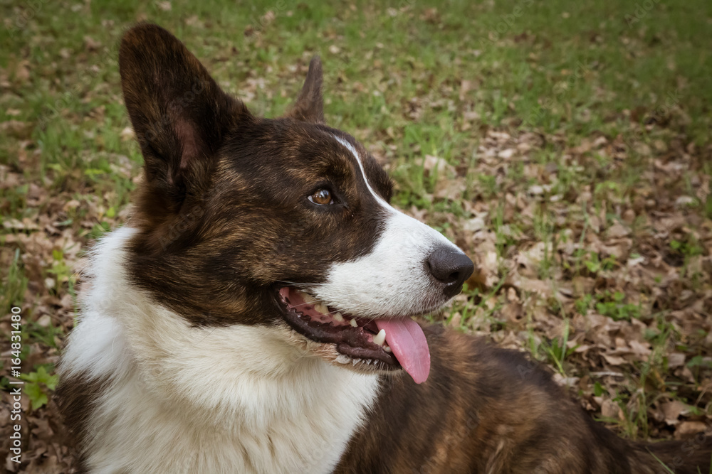 Cardigan Corgi on the grass Cardigan Corgi on the grass