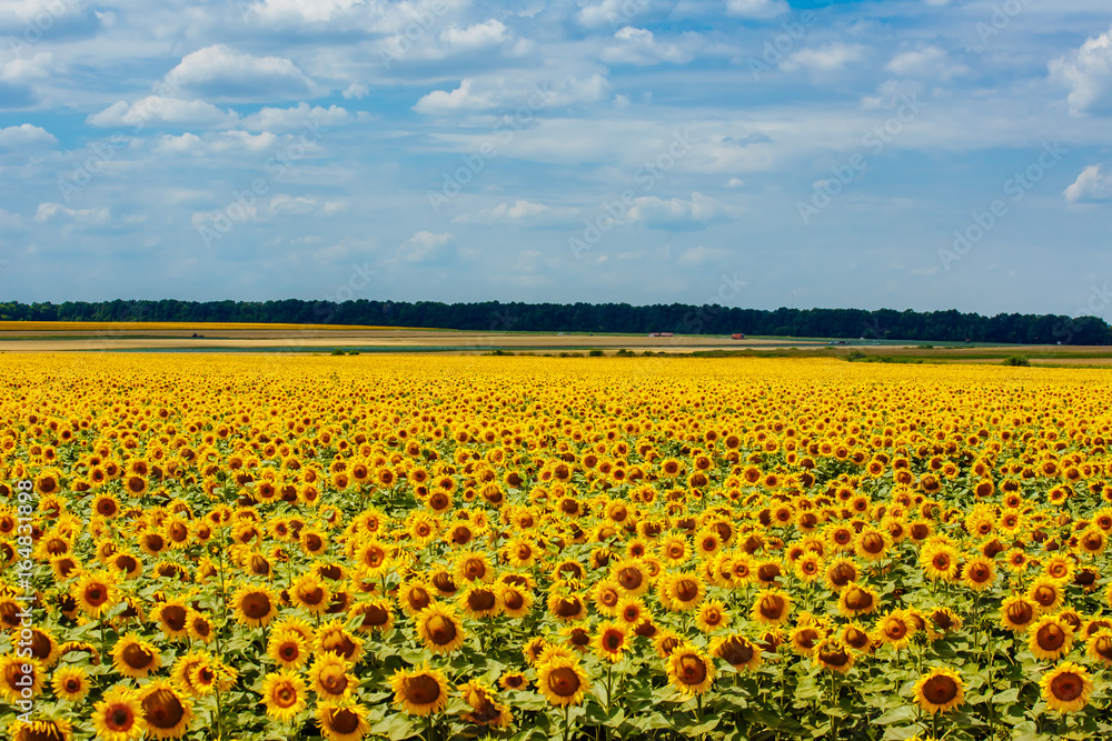 Summer field of sunflowers against the blue sky and clouds. Harvesting
