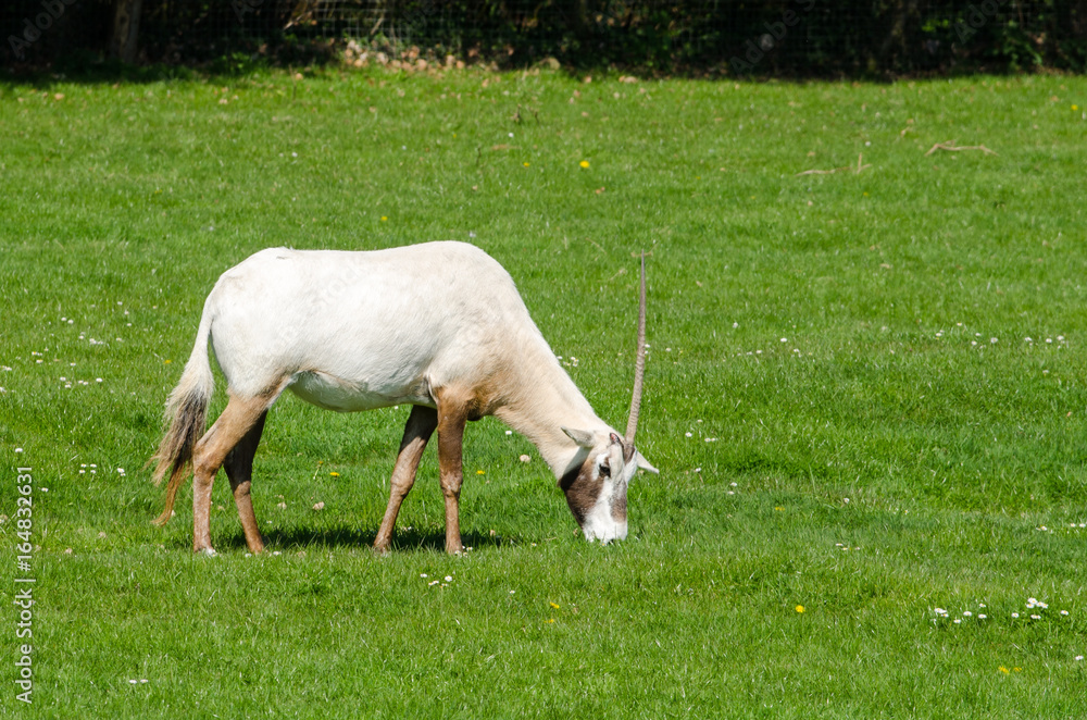 Scimitar-Horned Oryx Scimitar-Horned Oryx