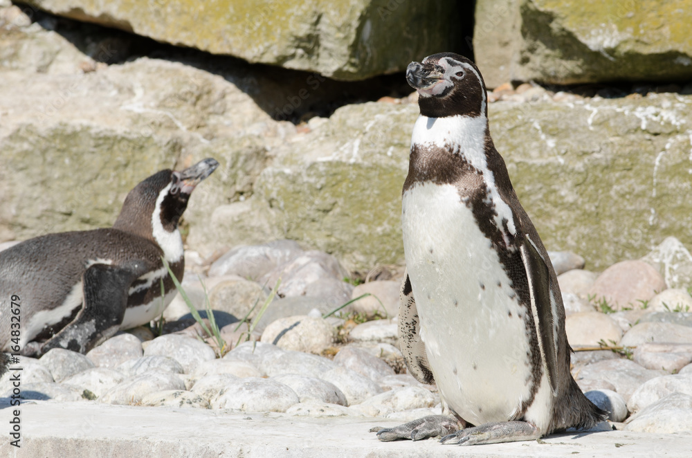 Naklejka premium Humboldt Penguin