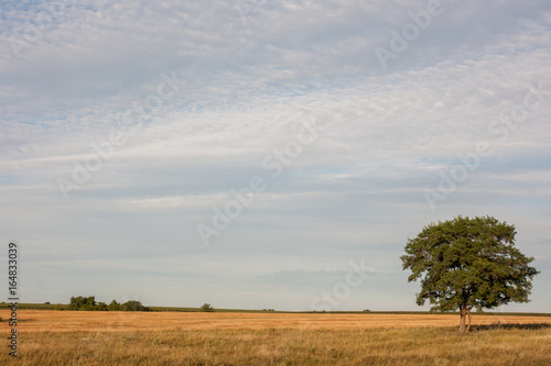 Summer rural landscape wheat field with single tree