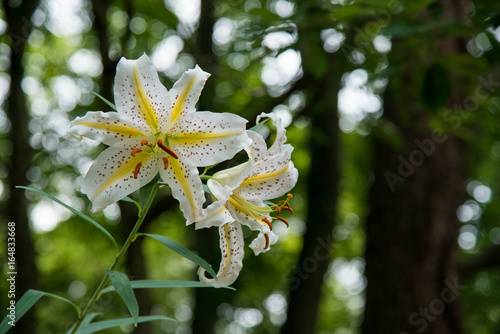 自然　ヤマユリ