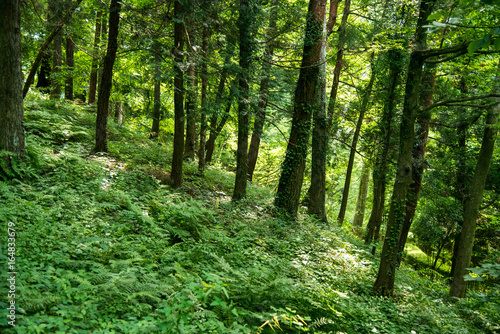 自然 森林 © Yasushi
