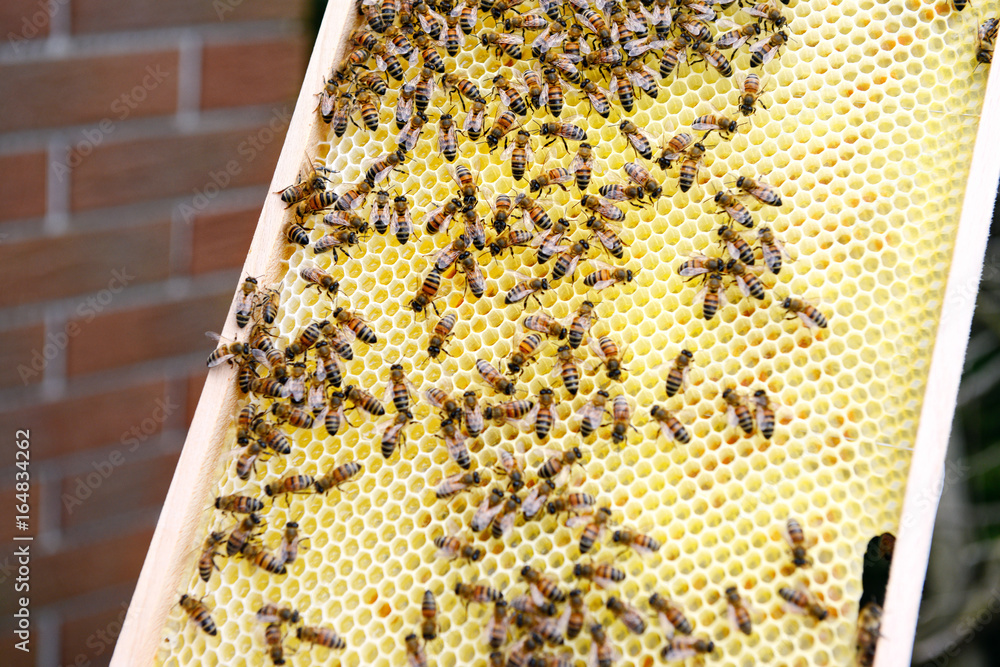 working on honey comb bee keeper