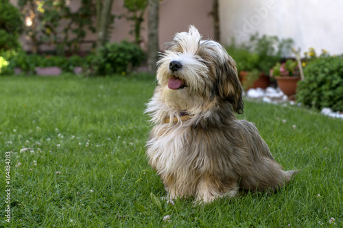 Canvas-taulu Havanais dog