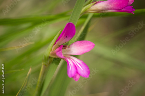 Gladiolus italicus