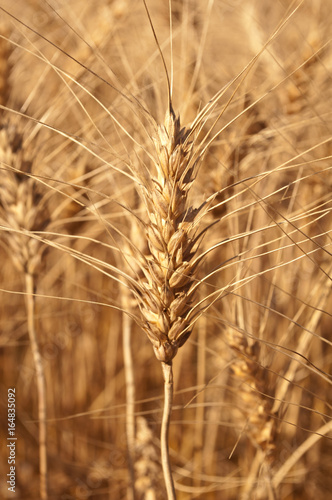 close up wheat in field