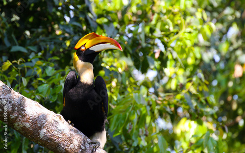 The great indian hornbill photo