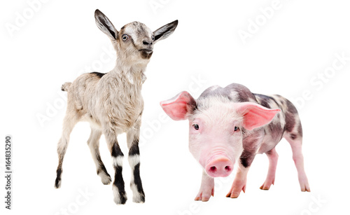 Little pig and goat, standing together, isolated on a white background