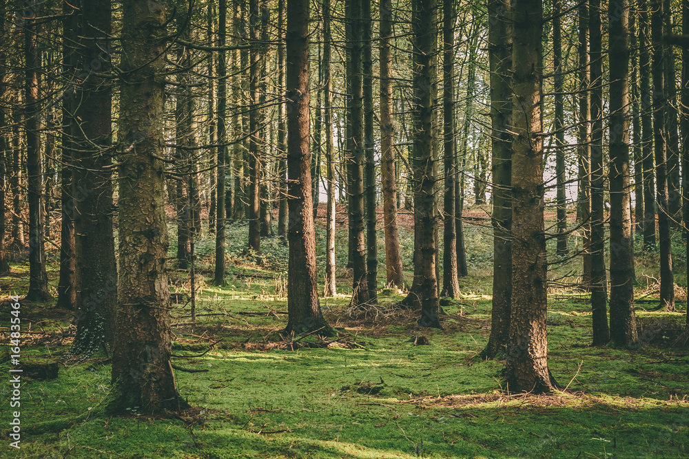 Fototapeta premium Coniferous forest
