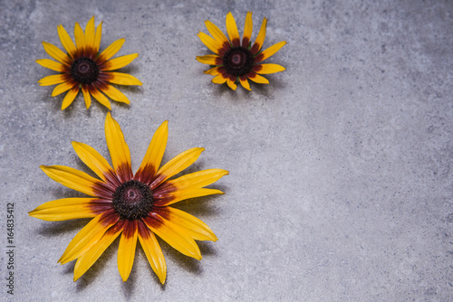 Three flowers of echinocea on grungy backgrond photo