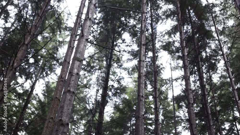 Forest trees Forest trees