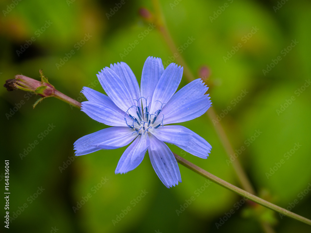 Fototapeta premium Flower