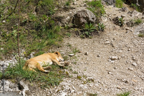 Fototapeta Naklejka Na Ścianę i Meble -  Cute baby dog sleeping on the ground