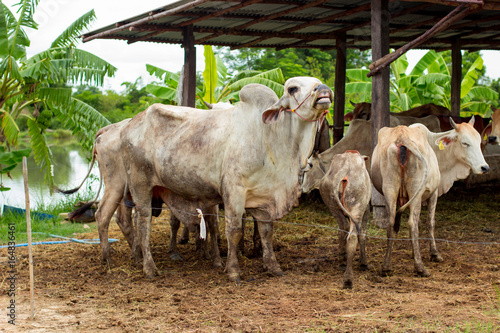 herd cows in the field stall , watch ahead of cows , the white color of herd of cows in the farm