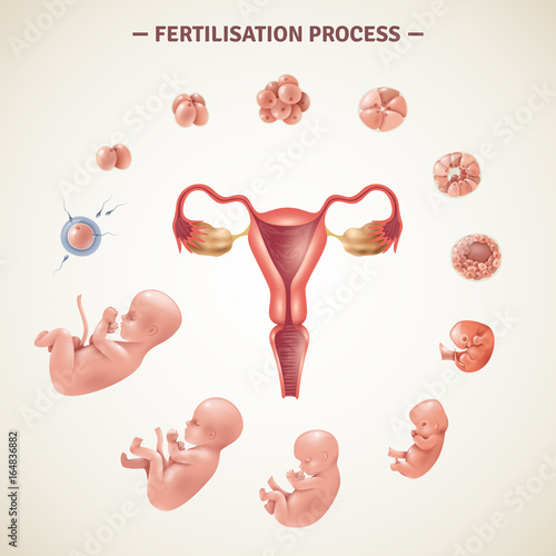 Human Fertilization Process Poster