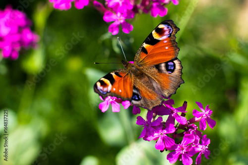 Butterfly and pink flowers. © filatovamila