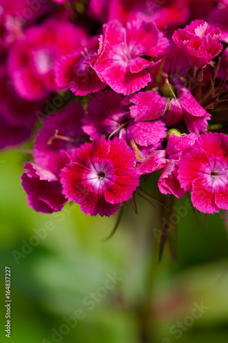 Beautiful Pink Flowers Dianthus Barbatus On Green Background With Copyspace In Garden Top View. Blurred Background.