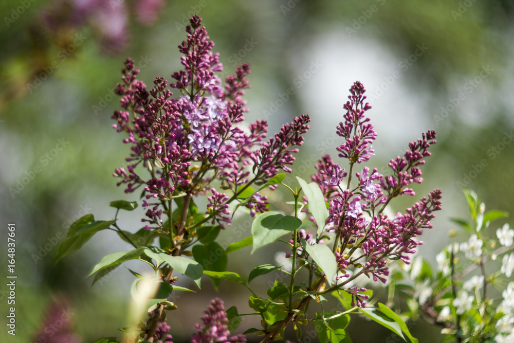 lilac tree lilac tree