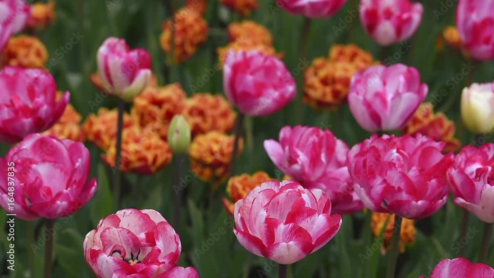 Bright flowerbed Bright flowerbed