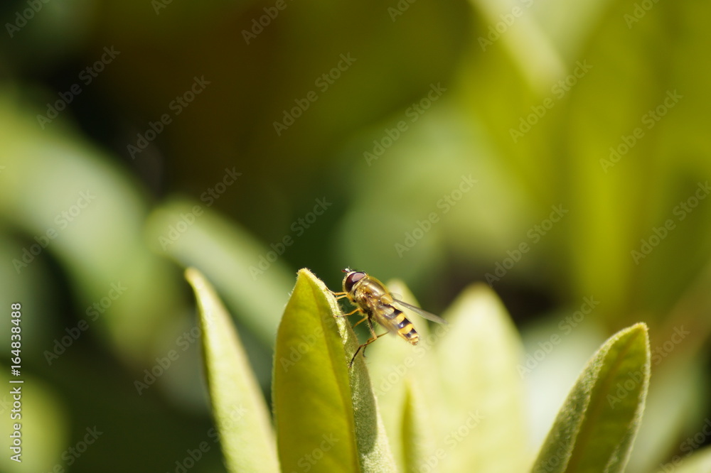 Fototapeta premium Schwebfliege,Rhododendron,Grün,Fliege, sitzen