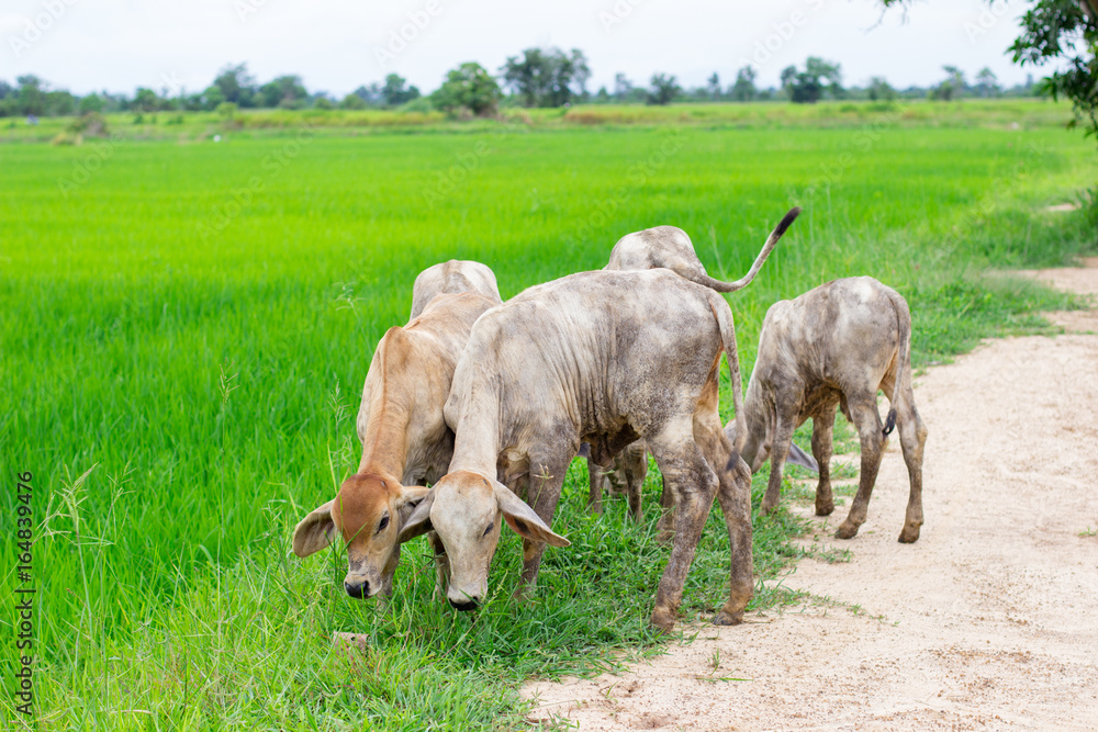 Obraz premium herd cows in the field stall , watch ahead of cows , the white color of herd of cows in the farm