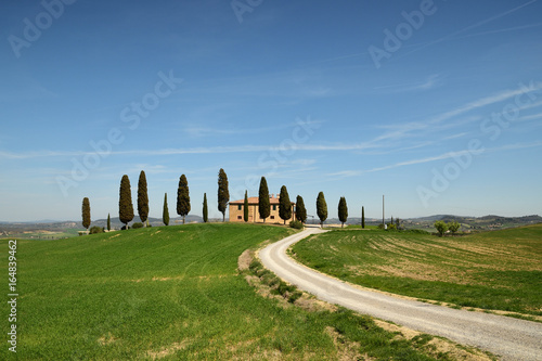 Tuscany landscape  farmland Cipressini  italian cypress trees in spring  green fields. Located in Siena countryside.