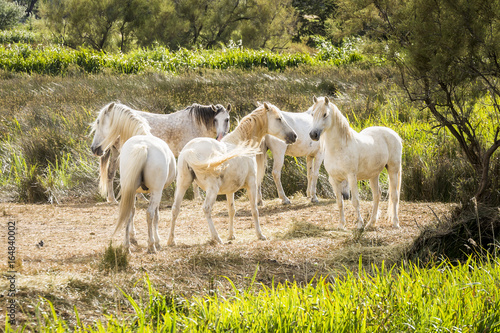 lumière du soir sur un groupe de chevaux camarguais photo