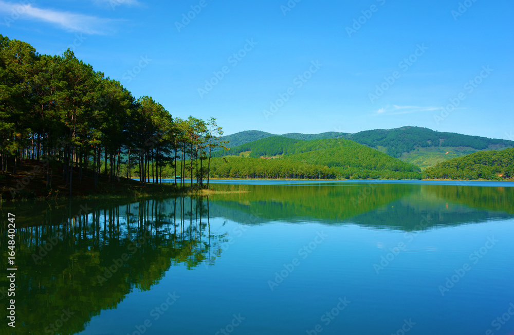 pine tree reflect, Tuyen Lam lake