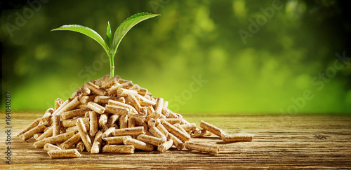 Seedling sprouting from a pile of wood pellets photo